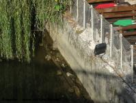 Imagine atasata: Bega - 2014.10.12 - 002.jpg